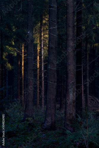 Dark pine forest, light of the setting sun on some tree stems in the distance