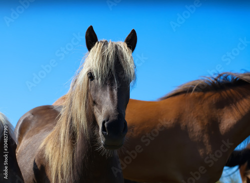 group of horses with a blue sky