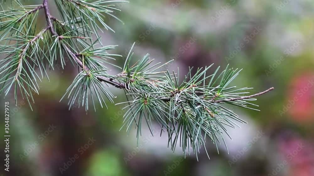 A green branch of a Christmas tree with sharp needles moving in the wind. Pine Tree outdoor. Selective focus. 