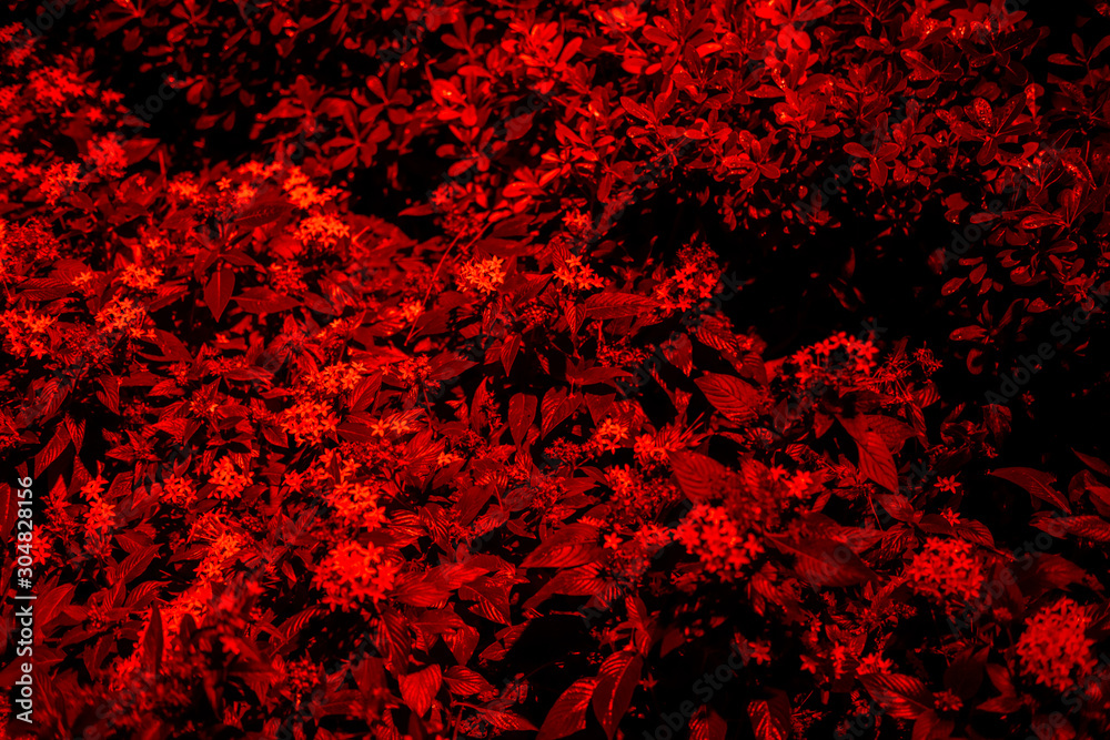 Plant branches with red leaves close up view. Natural environment, ecology, lush forest trees foliage. Beautiful botanical background with dense vegetation. Illuminated greenery at nighttime