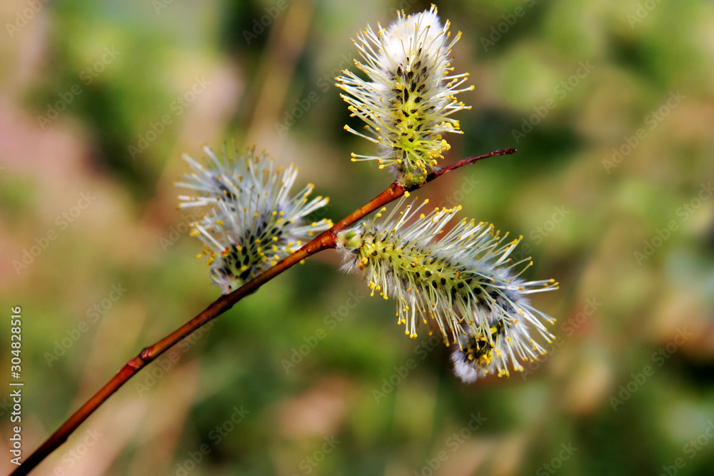 Three blooming fluffy willow catkins on a branch in spring. Selective focus, blurred background. Three blooming fluffy willow catkins on a branch in spring. Selective focus, blurred background.