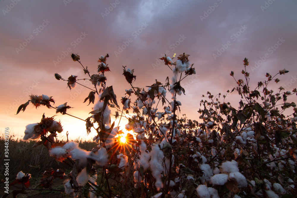 Obraz premium Cotton field