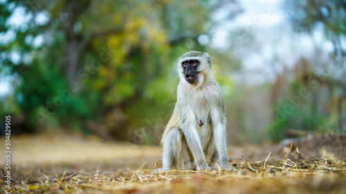 vervet monkey in kruger national park, mpumalanga, south africa 29