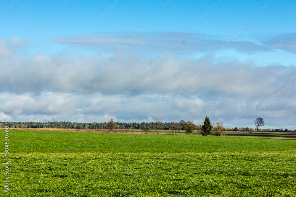 Late autumn. Green grass on a pasture for cows near country . Forest in the background. Dairy farm Podlasie, Poland.