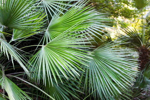 Beautiful lush tropical palm trees  foliage in a natural botanic garden