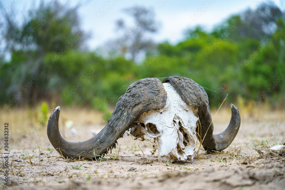 Fototapeta premium skull of african buffalo in kruger national park, mpumalanga, south africa 7