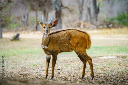 bushbuck in kruger national park, mpumalanga, south africa 6