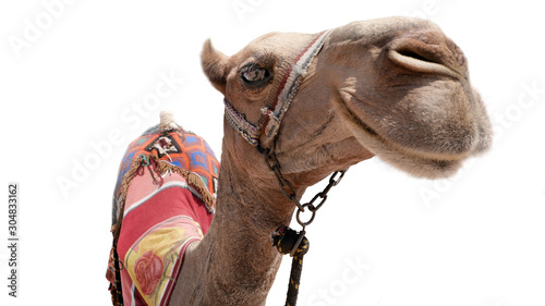 urlaub kamel lustig lacht in kamera selfie