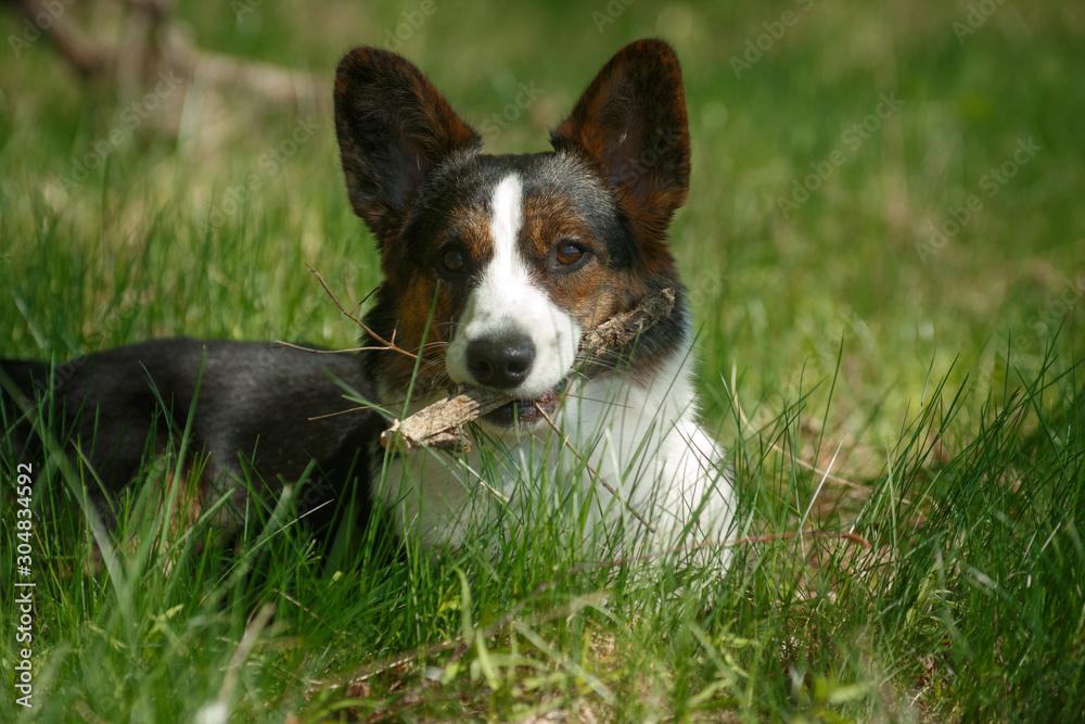 Welsh Corgi dog breed cardigan lies on the grass and holds a stick