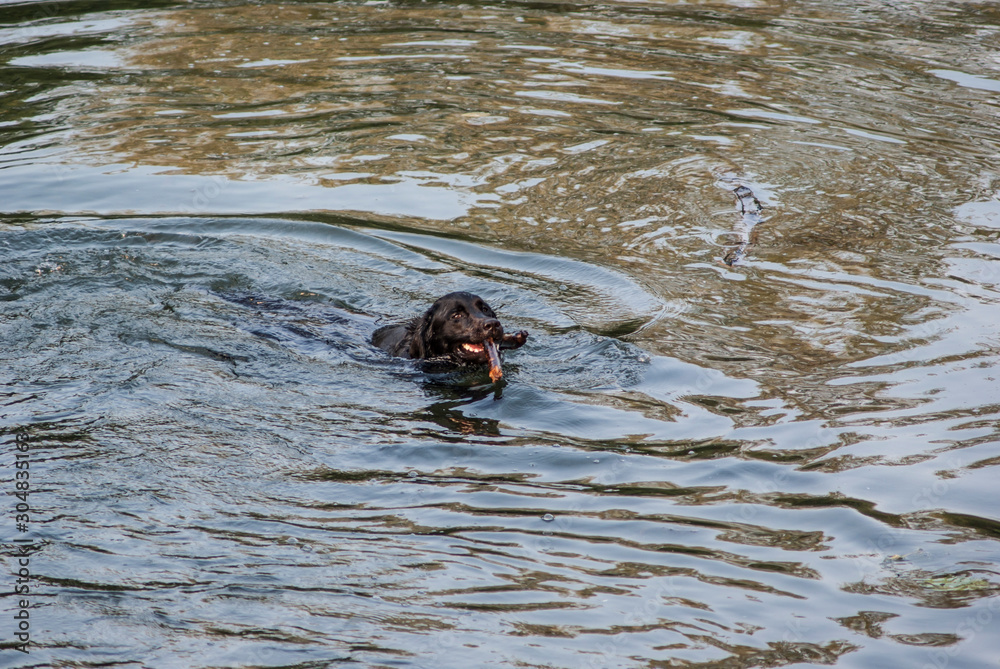 Fototapeta premium Dog
