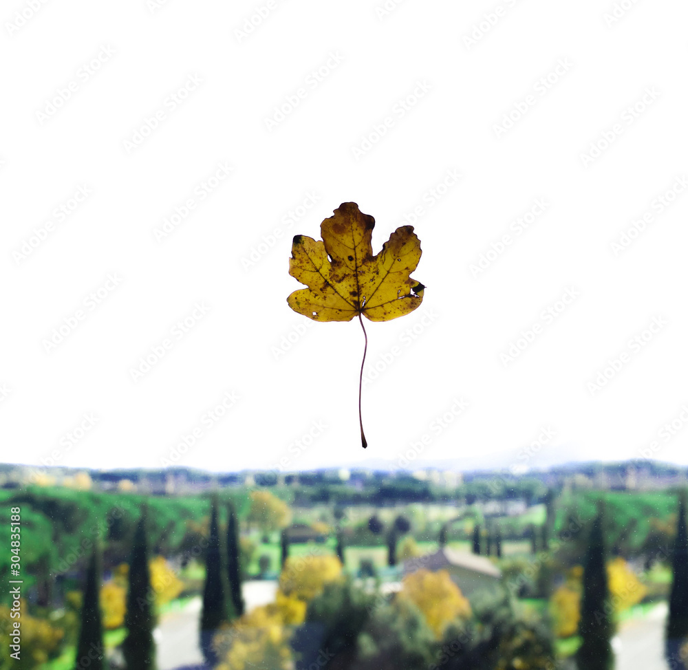 Obraz premium yellow