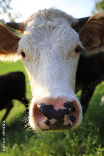Wallpaper Mural cow Torontodigital.ca
