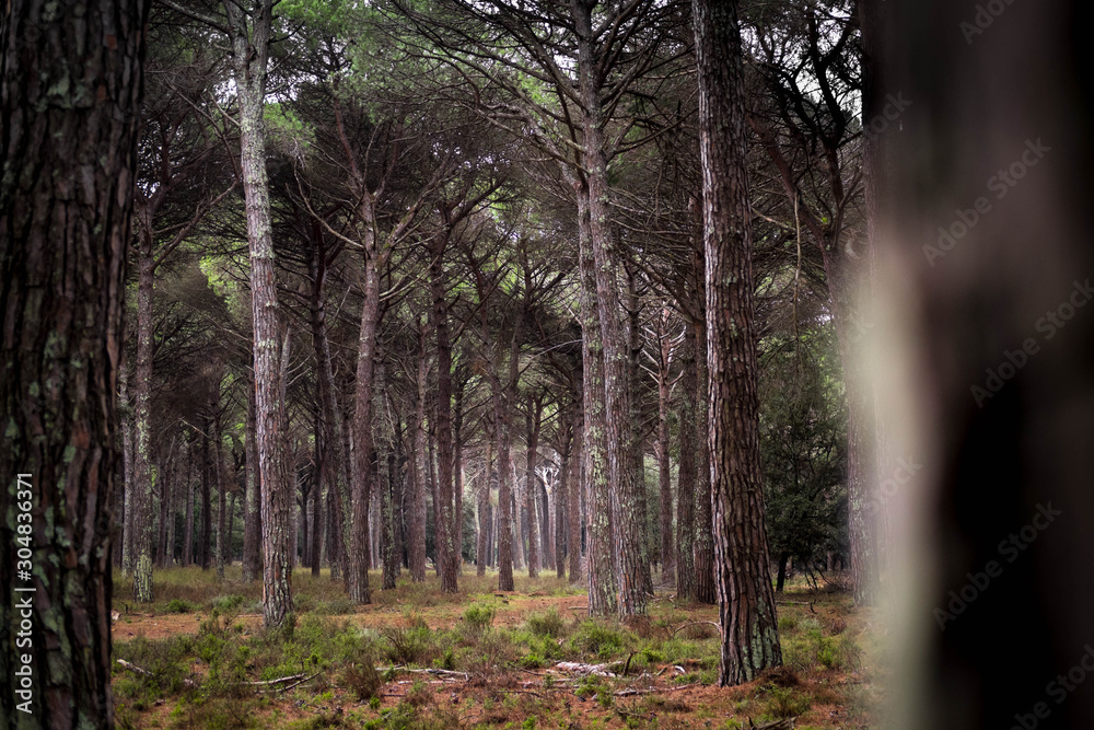 Fototapeta premium Autumn dark forest trees wood
