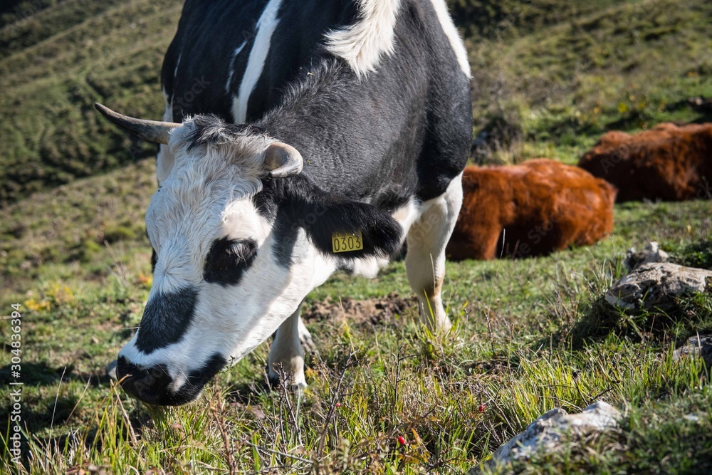 cow free range pasture green grass