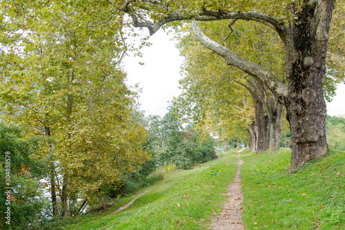 Plane trees along a river. The trees line a footpath and form an avenue. In the background mountains can be seen.