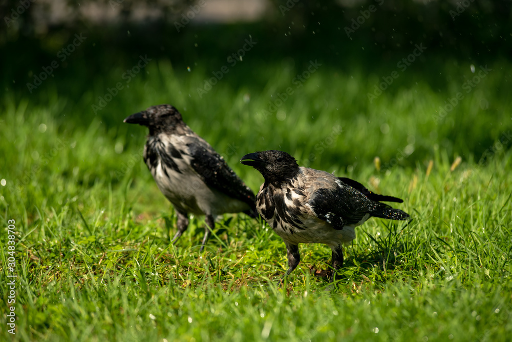 Grey crow under water drops nature birds summer life Grey crow under water drops nature birds summer life