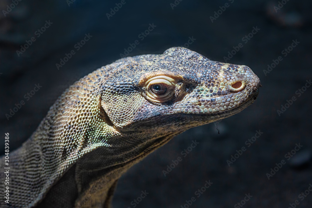 Head of Komodo dragon at dark background, Budapest zoo Hungary Head of Komodo dragon at dark background, Budapest zoo Hungary