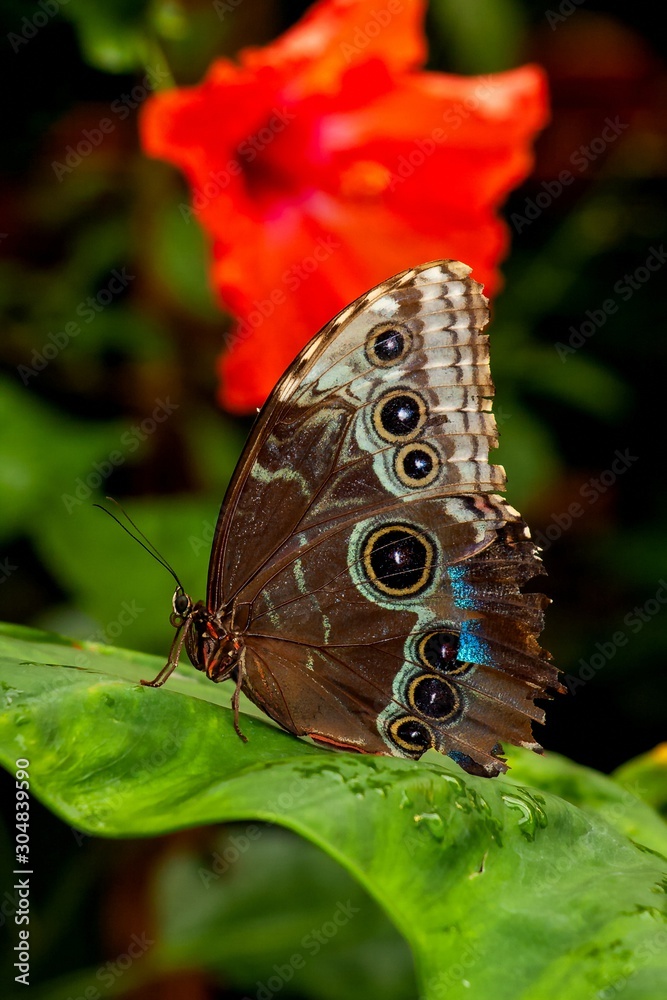 Fototapeta premium Himmelsfalter - Morpho peleides