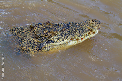  crocodiles in northern australian territory