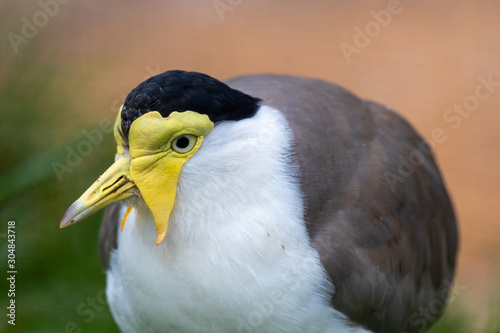 Close up of a Masked Lapwing