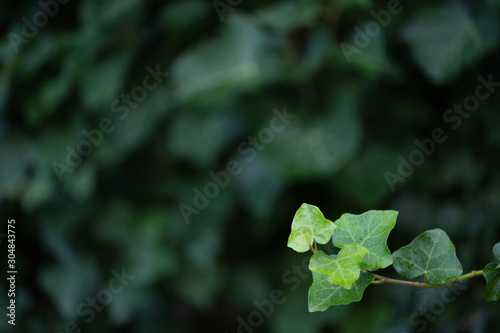 Parthenocissus quinquefolia - Virginia creeper leaves background © LaSu