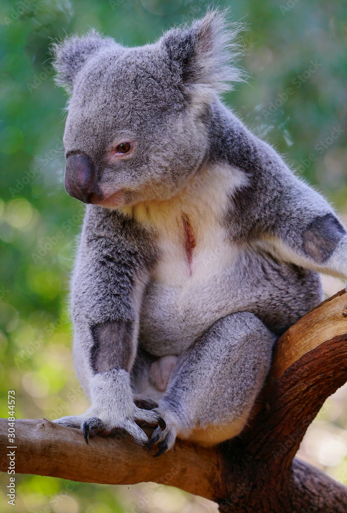 Fototapeta premium A koala on a eucalyptus gum tree in Australia