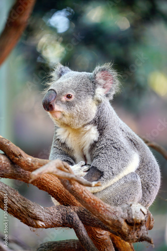 A koala on a eucalyptus gum tree in Australia