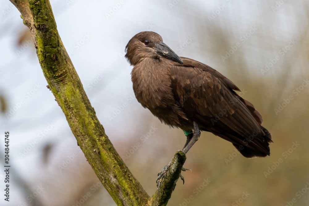 Hamerkop Perched on a Broken Tree Limb Hamerkop Perched on a Broken Tree Limb