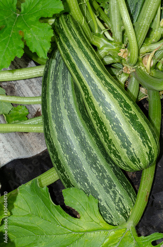 pear-shaped pumpkin in the garden