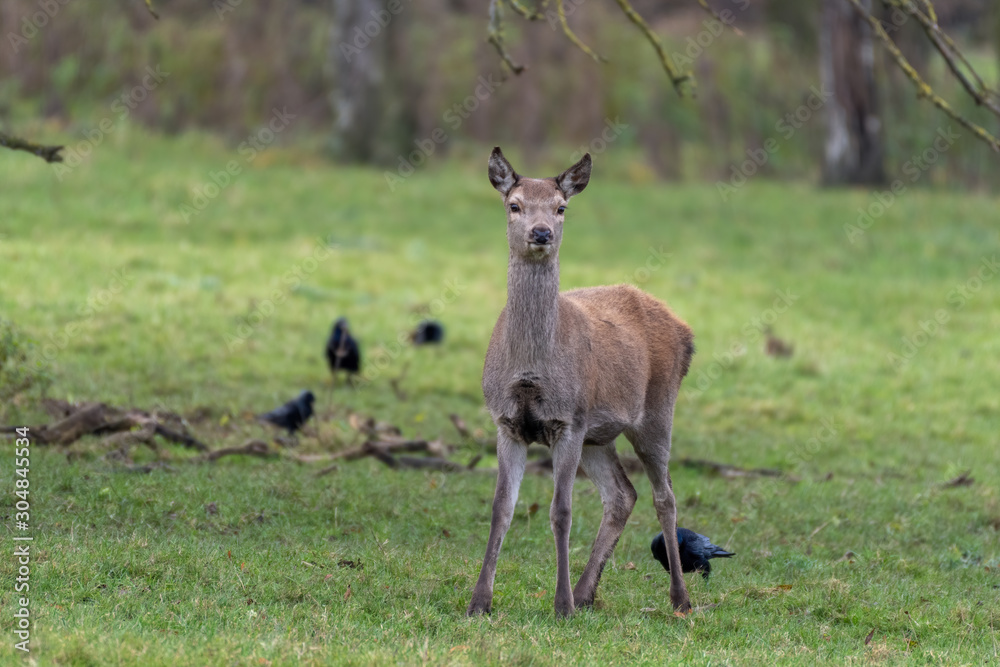 Female Roe Deer in a Field Looking Forward