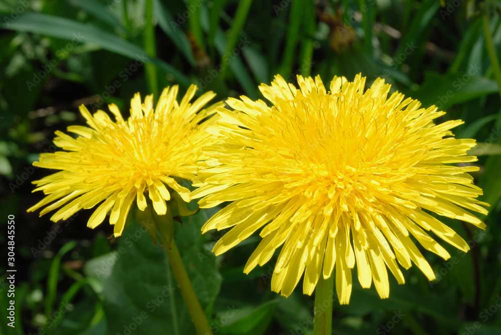 yellow dandelion on green background yellow dandelion on green background
