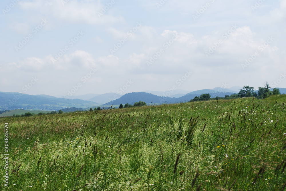  summer landscape of the Carpathian mountains