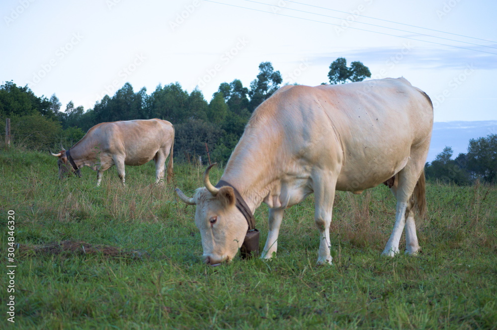 A couple of cows in a green meadow, Cantabria, Spain	