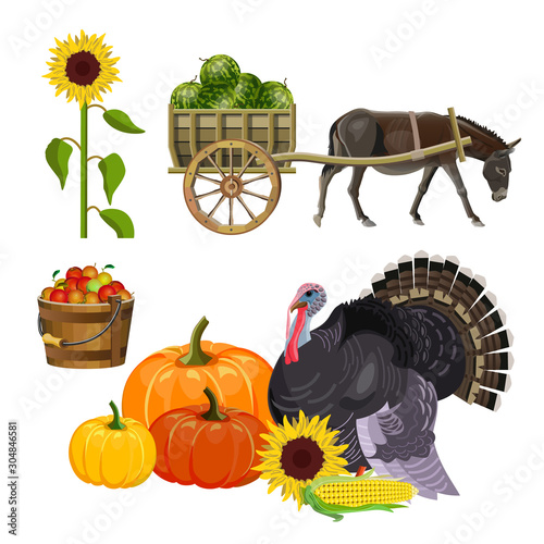 Harvest set with turkey, pumpkins, apples, sunflower and donkey