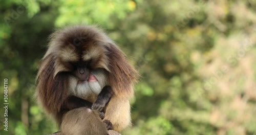 A large male Gelada Baboon (Theropithecus gelada) on a large stone keeping watch and grooming himself.