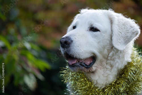 Beautiful large White Kuvasz Dog wearing Christmas Decorations © LaSu