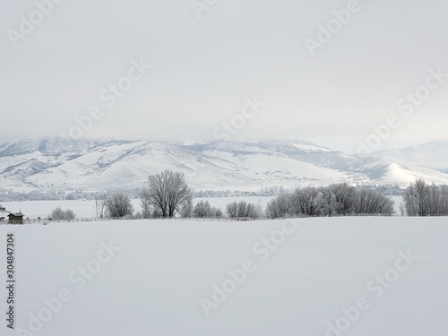 winter landscape with trees and snow © Andrea