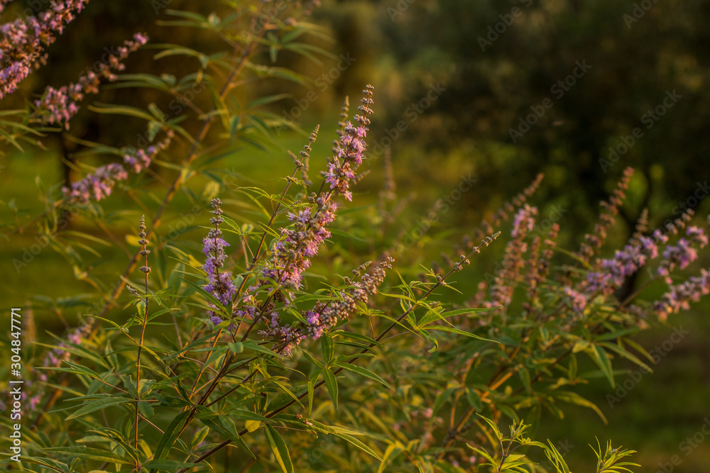 very soft focus small purple wild flowers highland natural scenic view with blurred background very soft focus small purple wild flowers highland natural scenic view with blurred background