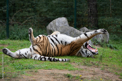 Stretching Tiger