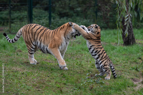Tiger cub playing with mother