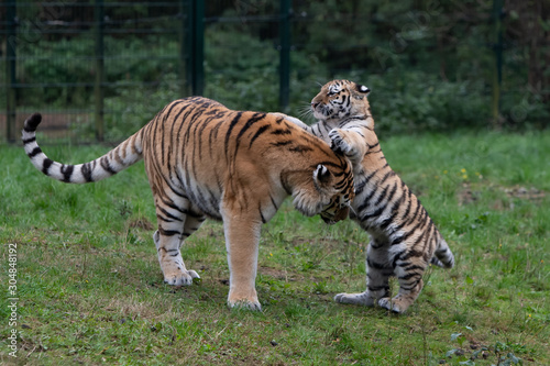 Tiger cub playing with mother