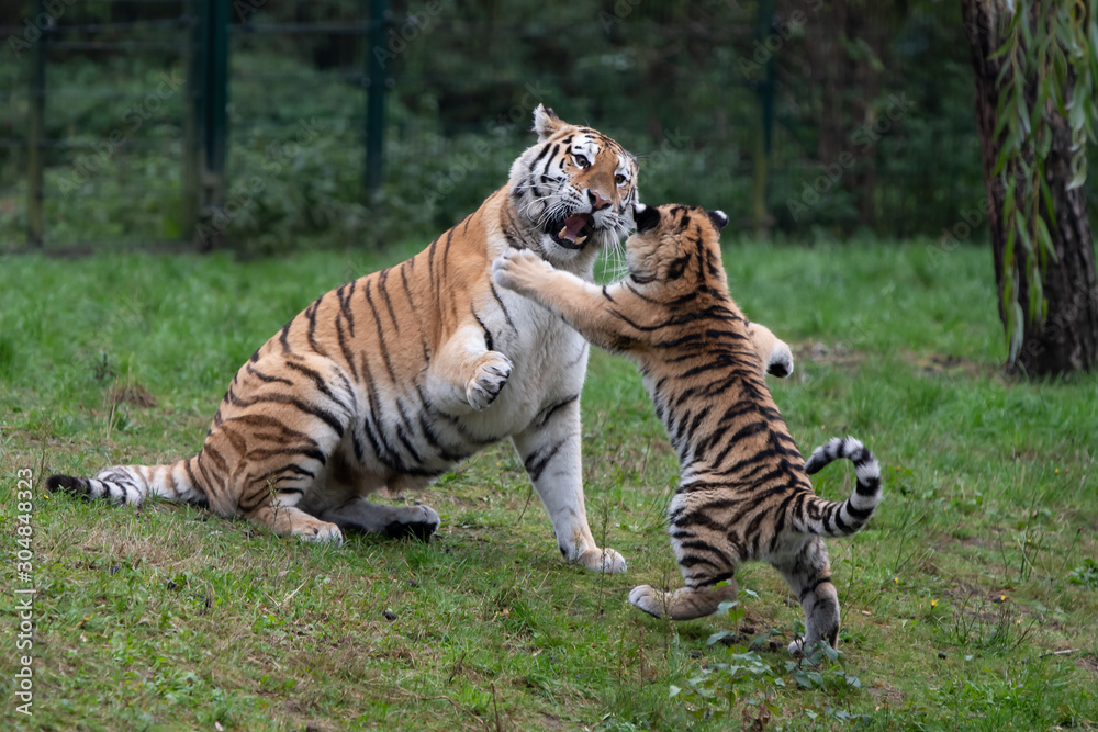 Fototapeta premium Tiger cub playing with mother