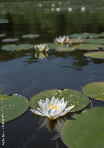 water lily in the lake 