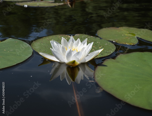 water lily in the lake 