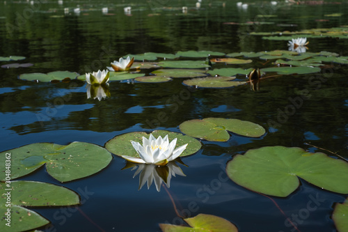 water lily in the lake 