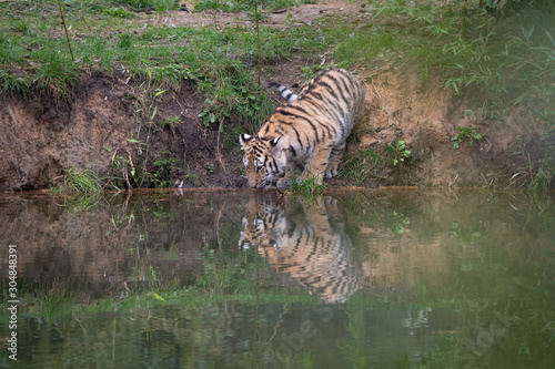 Tiger cub drinking  reflection