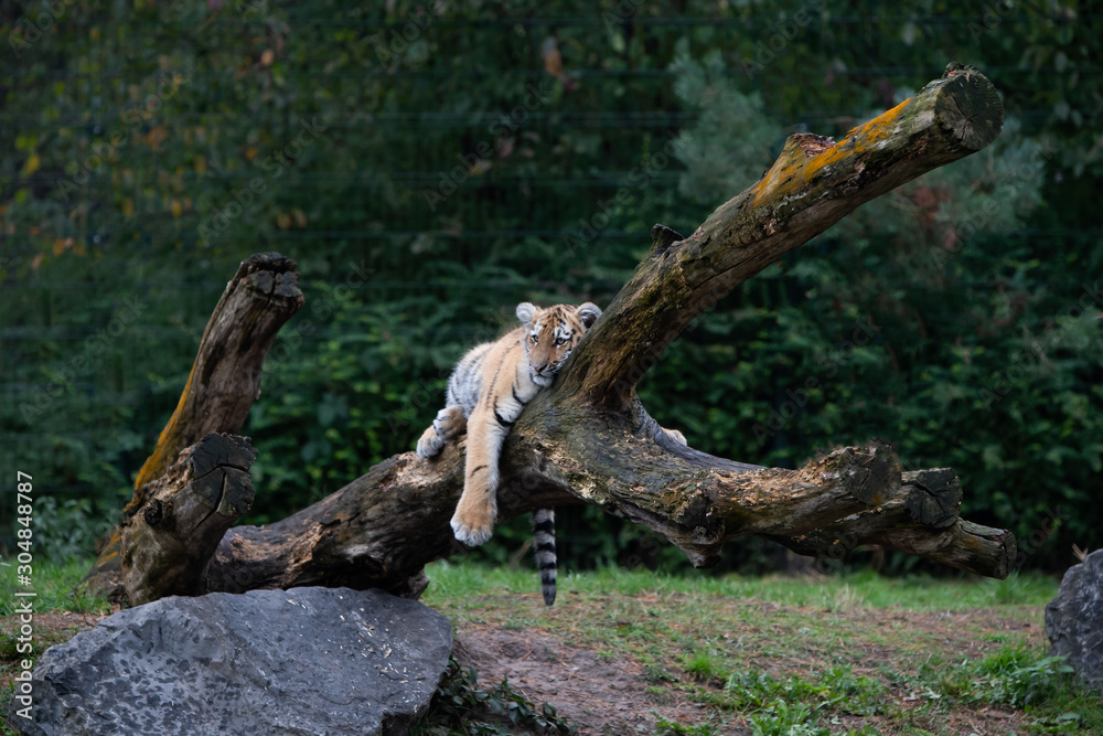 Tiger cub lying in a tree Tiger cub lying in a tree