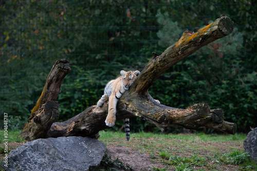 Tiger cub lying in a tree
