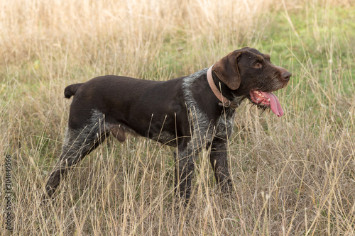 German hunting watchdog drathaar, Close-up portrait of a dog on a background of autumn.