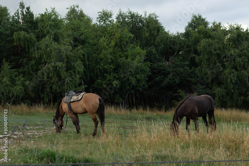 brown and beige horses on a grassland in the forest